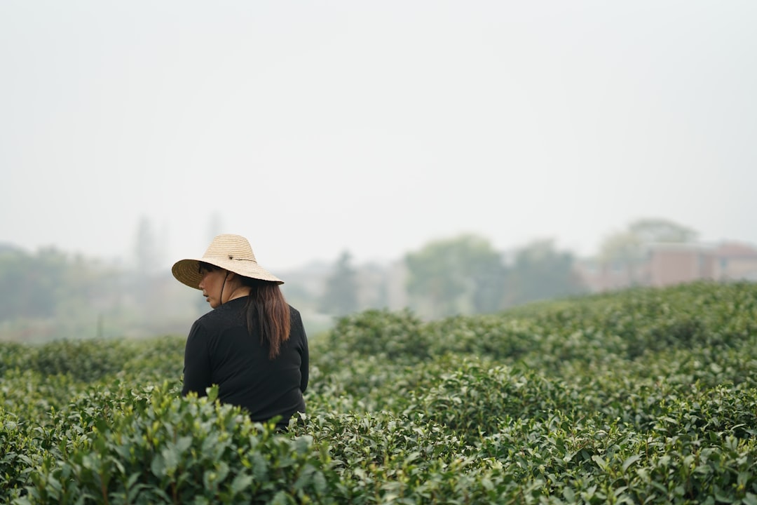 Hangzhou tea plantation terraces